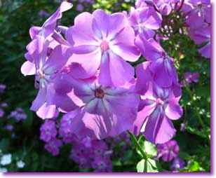 Lavendar Phlox